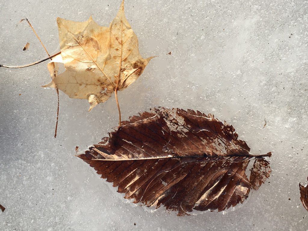 dry leaves in ice